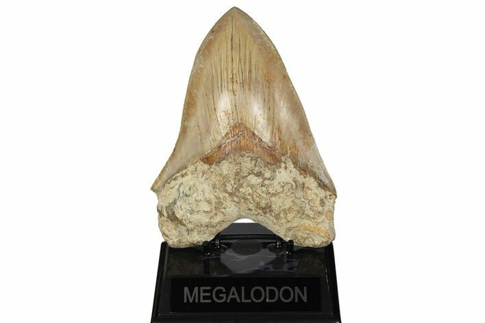 Serrated Fossil Megalodon Tooth - Massive Indonesian Meg #204846